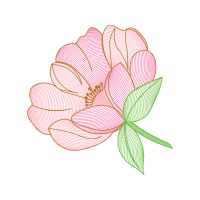 Touch Me Not Flowers Touch Me Not Flowers