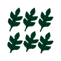 Transvaal Daisy Flowers