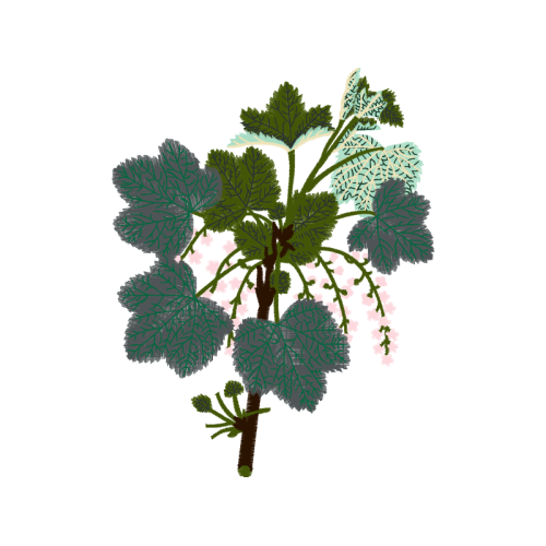 Tree Flowers Tree Flowers