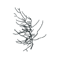 Twig M Flowers Twig M Flowers