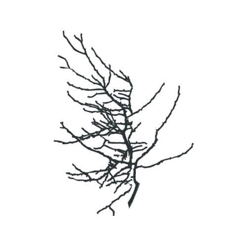 Twig M Flowers Twig M Flowers