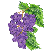 Viola Flowers Viola Flowers