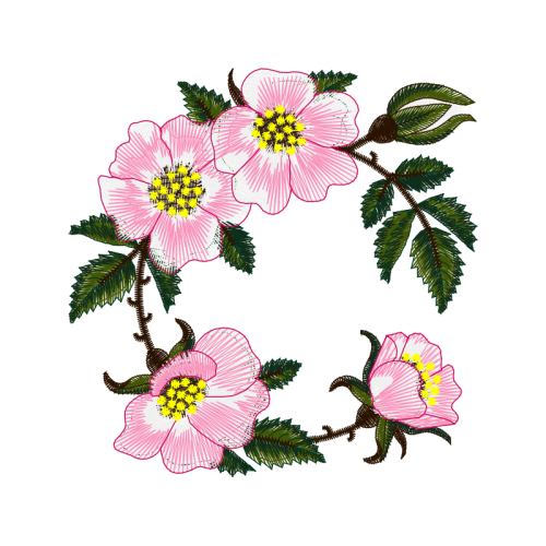 Beach Rose Flowers Beach Rose Flowers