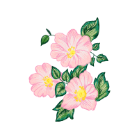 Beach Rose Flowers Beach Rose Flowers