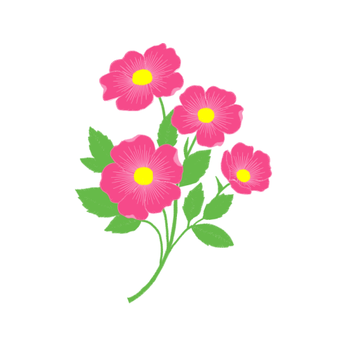 Beach Rose Flowers Beach Rose Flowers