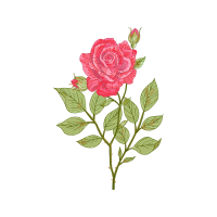 Beach Rose Flowers Beach Rose Flowers