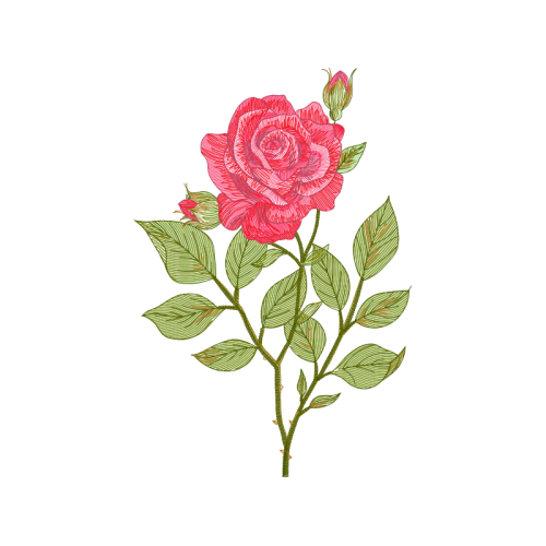 Beach Rose Flowers Beach Rose Flowers