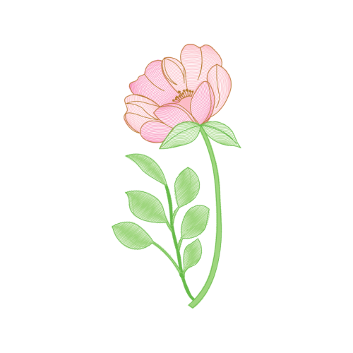 Beach Rose Flowers Beach Rose Flowers