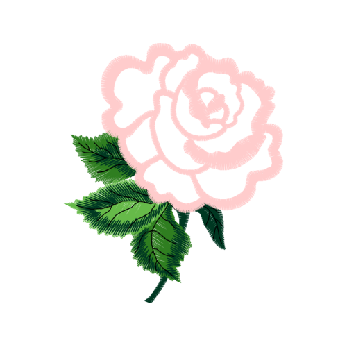 Beach Rose Flowers Beach Rose Flowers