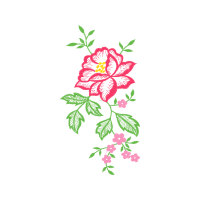 Beach Rose Flowers Beach Rose Flowers