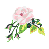 Beach Rose Flowers Beach Rose Flowers