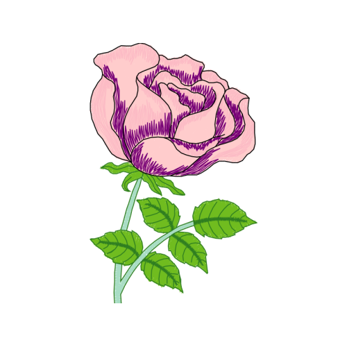 Beach Rose Flowers Beach Rose Flowers