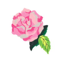 Beach Rose Flowers Beach Rose Flowers