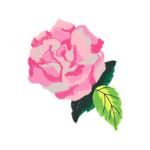 Beach Rose Flowers Beach Rose Flowers