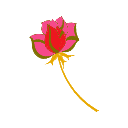 Beach Rose Flowers Beach Rose Flowers