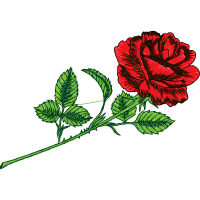 Begonia Flowers Begonia Flowers