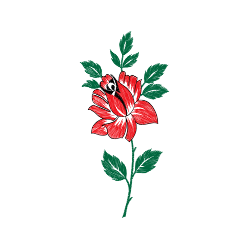 Caesalpinia Flowers Caesalpinia Flowers