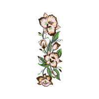 Calochortus Flowers Calochortus Flowers