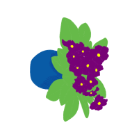 Canterbury Bells Flowers Canterbury Bells Flowers