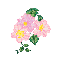 Carolina Rose Flowers Carolina Rose Flowers