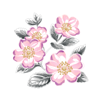 Carolina Rose Flowers Carolina Rose Flowers