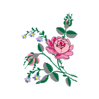 Carolina Rose Flowers