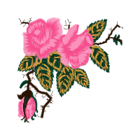 Cattleya Orchids Flowers