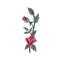 Cattleya Orchids Flowers