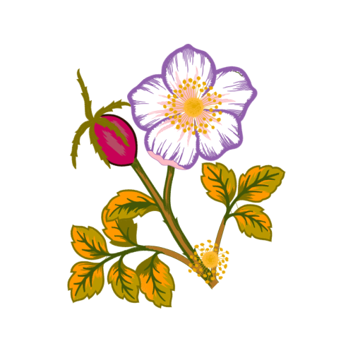 Dog Rose Flowers Dog Rose Flowers