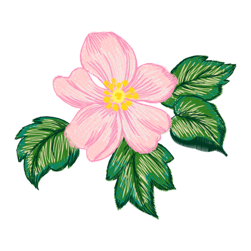 Dog Rose Flowers Dog Rose Flowers