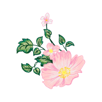 Dog Rose Flowers Dog Rose Flowers