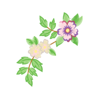 Dog Rose Flowers Dog Rose Flowers