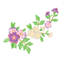 Dog Rose Flowers Dog Rose Flowers