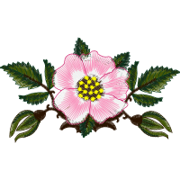 Dog Rose Flowers Dog Rose Flowers