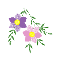 Dog Rose Flowers Dog Rose Flowers