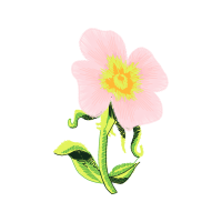 Dog Rose Flowers Dog Rose Flowers