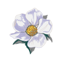 Dog Rose Flowers Dog Rose Flowers