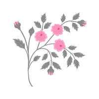 Dog Rose Flowers