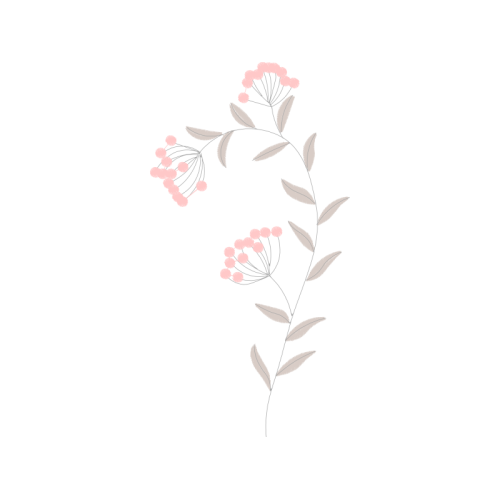 Dog Rose Flowers Dog Rose Flowers