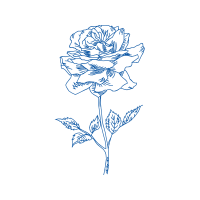 Drawing Flowers Drawing Flowers