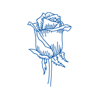 Drawing Flowers Drawing Flowers