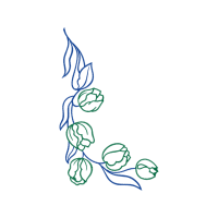 Drawing Flowers Drawing Flowers