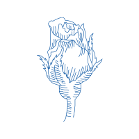 Drawing Flowers Drawing Flowers