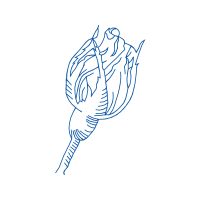 Drawing Flowers Drawing Flowers