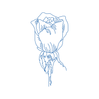 Drawing Flowers Drawing Flowers