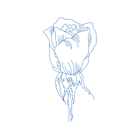 Drawing Flowers Drawing Flowers