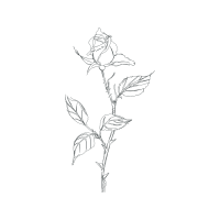 Drawing Flowers Drawing Flowers