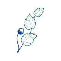 Drawing Flowers Drawing Flowers