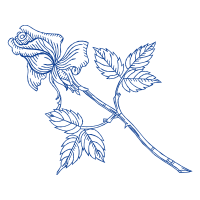 Drawing Flowers Drawing Flowers