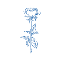 Drawing Flowers Drawing Flowers